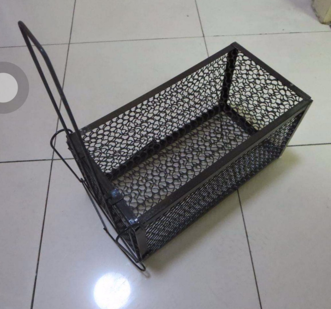 太原一居民国庆节捕家里老鼠确捕到了一直黄鼠狼！该怎么办？