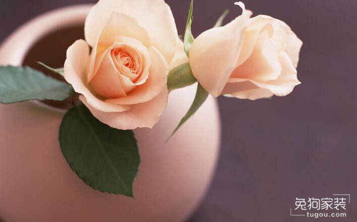 吸甲醛和净化空气的绿植排名,去除甲醛最有效绿植