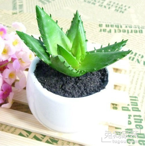 吸甲醛和净化空气的绿植排名,去除甲醛最有效绿植
