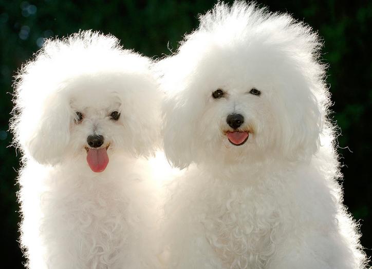 宠物狗狗100问之51—60