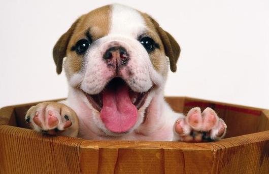 宠物狗狗100问之51—60