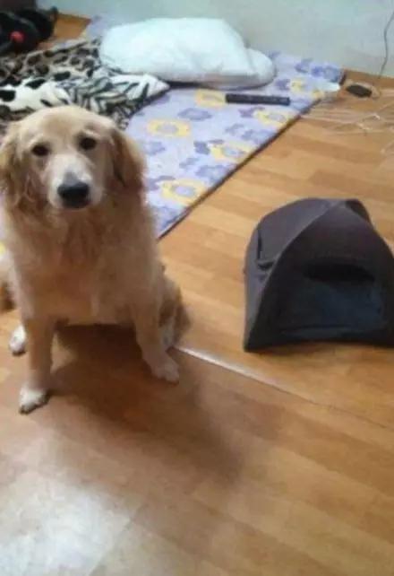 金毛到几个月才颜值巅峰,金毛颜值超高的品种有哪些