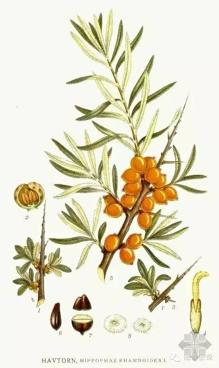 喝沙棘汁和柠檬汁哪个好,最好喝沙棘汁