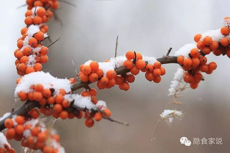 喝沙棘汁和柠檬汁哪个好,最好喝沙棘汁