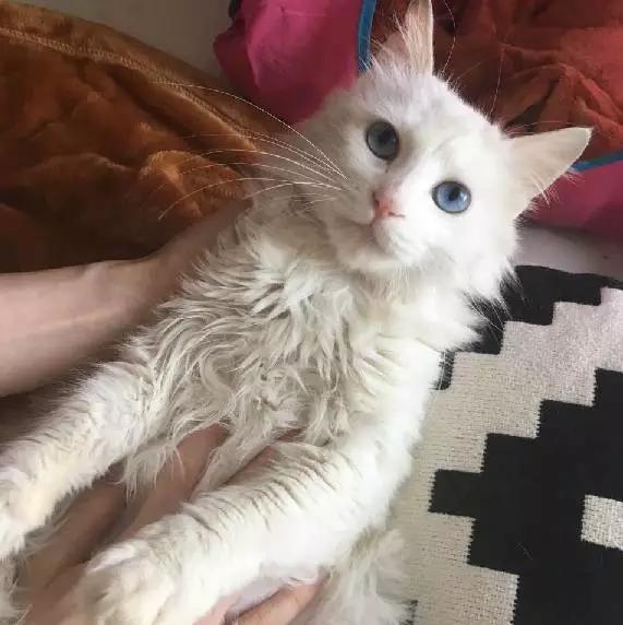 上海市领养流浪动物的地方在哪里,上海市领养小猫的地方