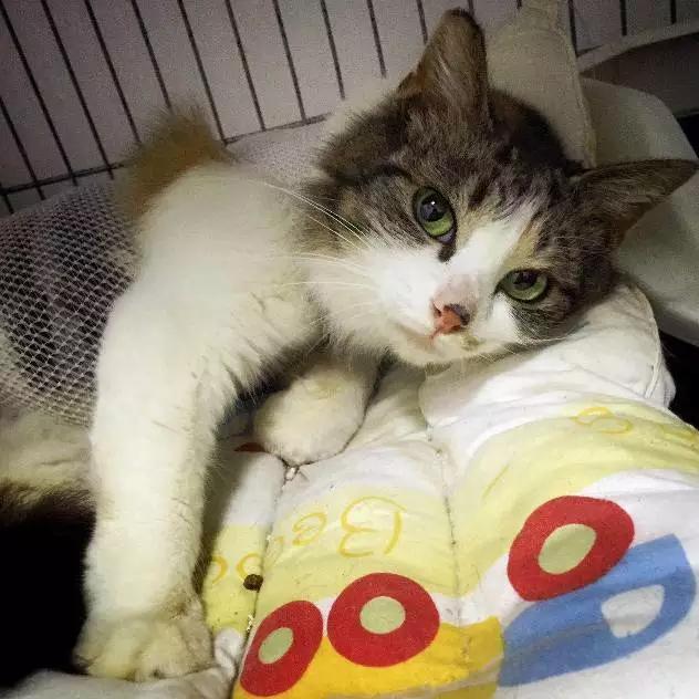 上海市领养流浪动物的地方在哪里,上海市领养小猫的地方