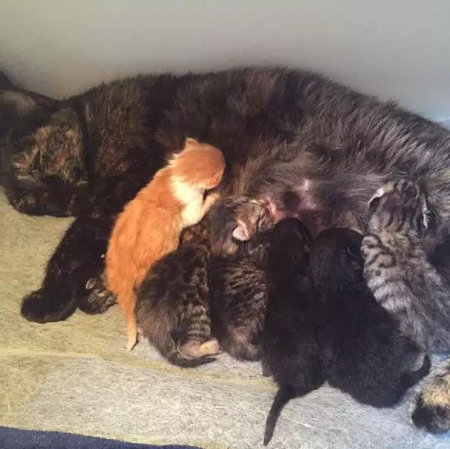 上海市领养流浪动物的地方在哪里,上海市领养小猫的地方