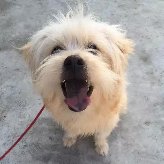 上海市领养流浪动物的地方在哪里,上海市领养小猫的地方