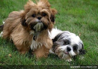 狗狗犬瘟热的症状和治疗方法,狗狗犬瘟热的症状