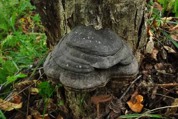荒野求生是怎么生火的,荒野求生如何生火
