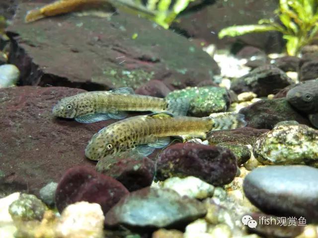 开缸的日记,开缸日记小鱼缸