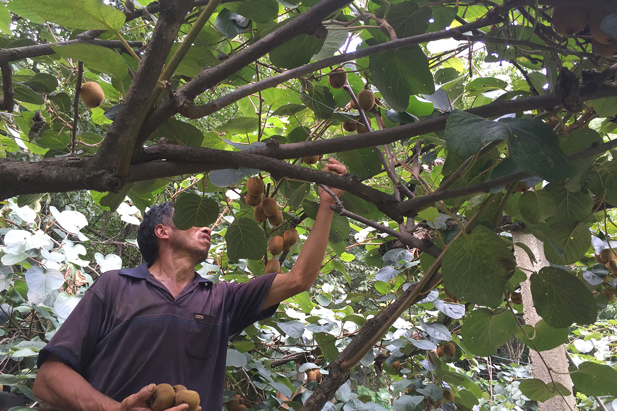 为什么有的猕猴桃一点都不酸,猕猴桃放软了还特别酸怎么回事