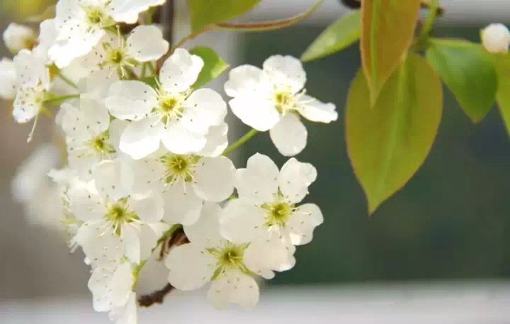 十里春风赏花季，你的朋友圈配词准备好了吗？