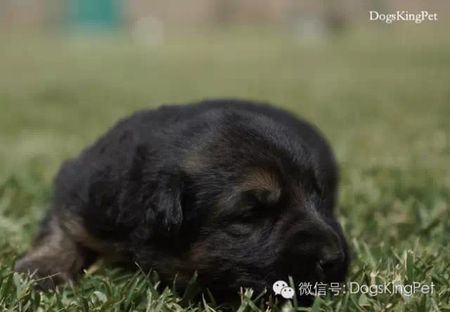 德牧生产产程多长时间,德牧分娩