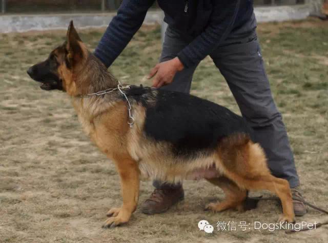 德牧怀孕期间怎么喂养比较好,德牧怀孕期间喂养什么食物