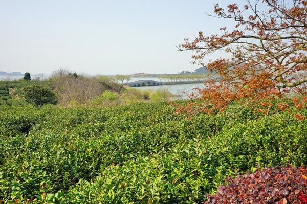 太湖舒畅之旅：乐享田园生活