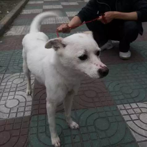 上海市领养流浪动物的地方在哪里,上海市领养小猫的地方