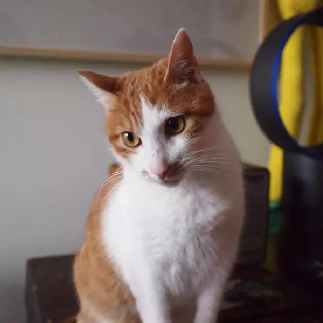 上海市领养流浪动物的地方在哪里,上海市领养小猫的地方