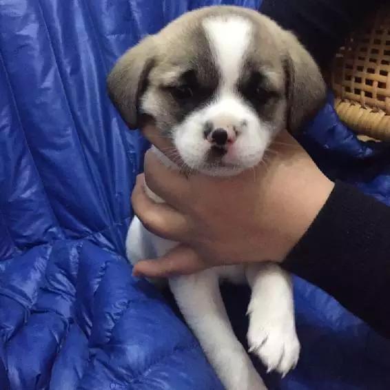 上海市领养流浪动物的地方在哪里,上海市领养小猫的地方