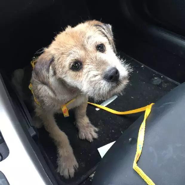 上海市领养流浪动物的地方在哪里,上海市领养小猫的地方