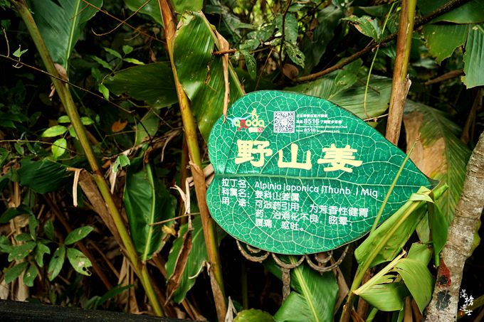 呀诺达，拾起我童年记忆的热带雨林