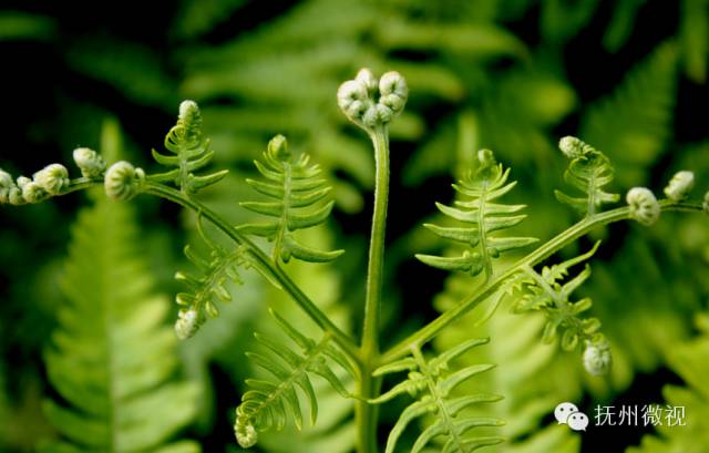 清明来上坟采野菜,清明祭祖去地里拿啥
