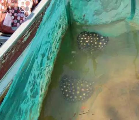 原生魟鱼,魟鱼原生态生活