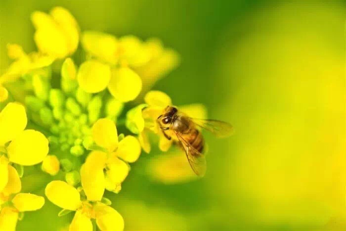 十里春风赏花季，你的朋友圈配词准备好了吗？
