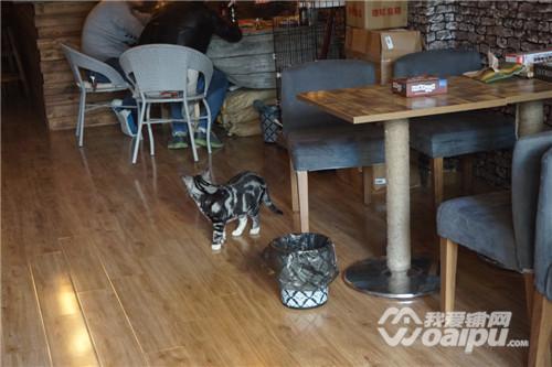 合肥潮店：喵星CatStar匆忙赶路不如蹲下撸猫