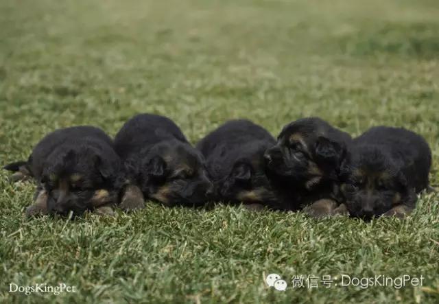 德牧生产产程多长时间,德牧分娩