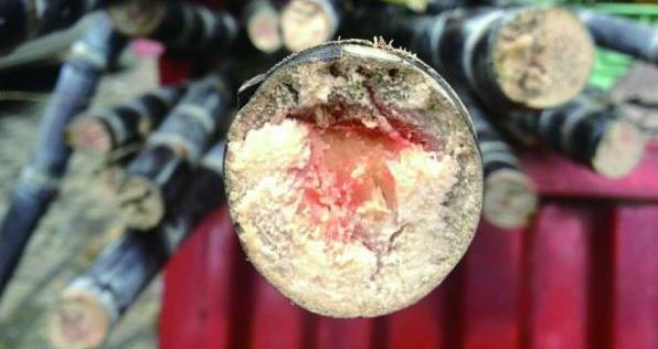 这个季节吃甘蔗有啥危害,甘蔗什么季节吃