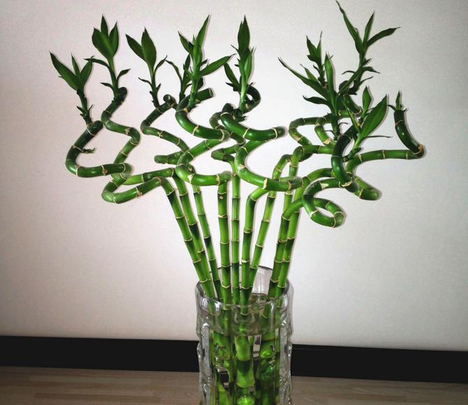 转运竹的养法与关注事项,转运竹怎么养殖视频