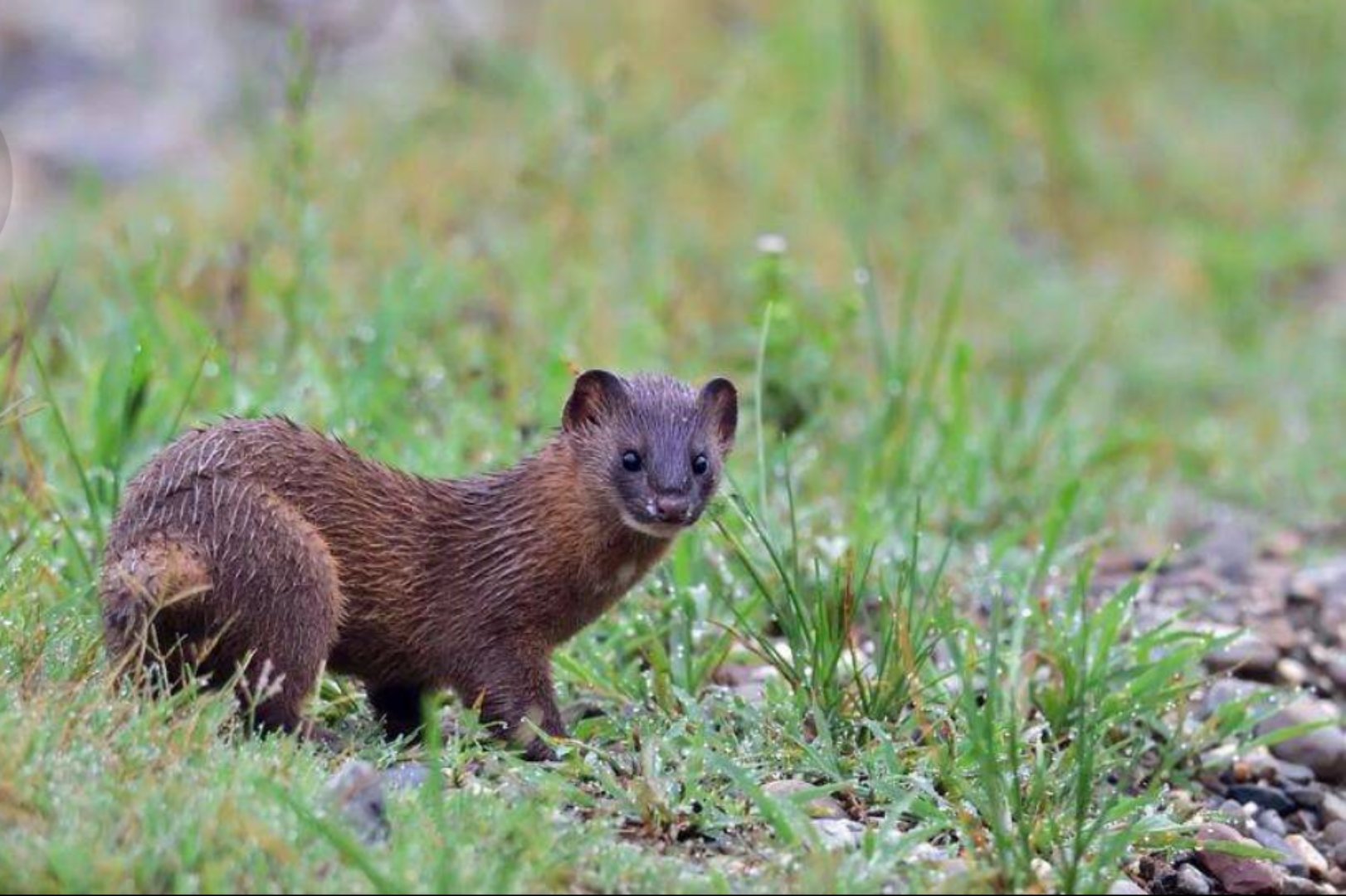 太原一居民国庆节捕家里老鼠确捕到了一直黄鼠狼！该怎么办？