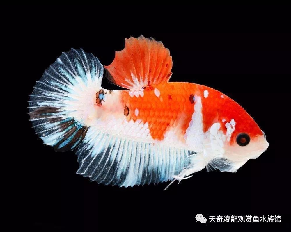 金鱼烂背还能恢复吗,金鱼狮子头烂了能自愈吗