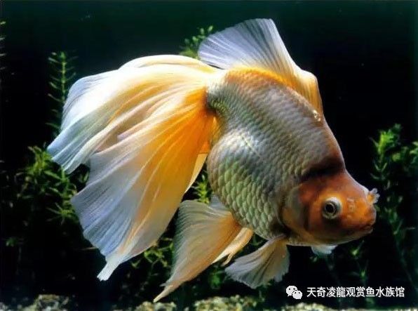 金鱼烂背还能恢复吗,金鱼狮子头烂了能自愈吗