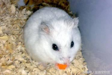 你家的仓鼠,你家的仓鼠咬人怎么办