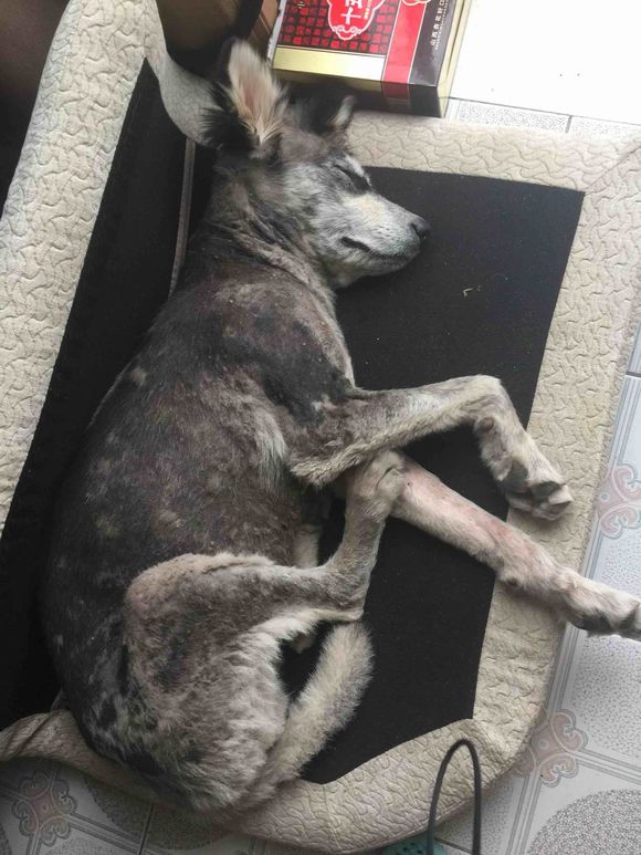 捡到得皮肤病的哈士奇,捡到一只阿拉斯加浑身脏兮兮的