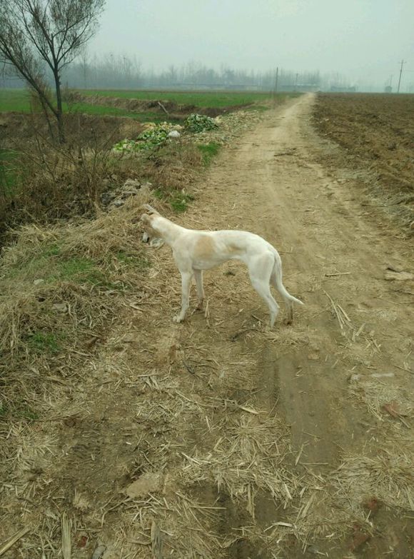 狩猎有多少种方法,狩猎经验有什么用