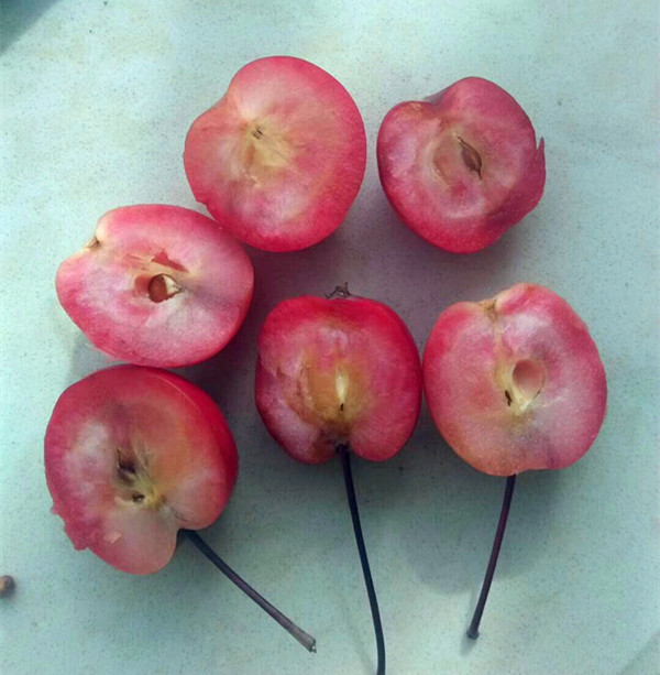 你吃过海红果吗？它有“钙王”之称，能健脾胃、保护心脑血管！