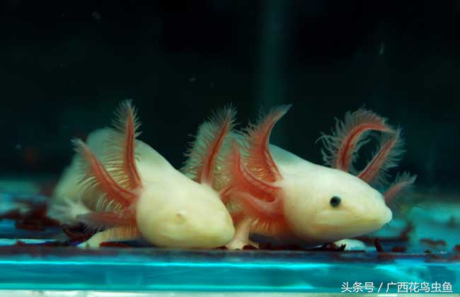 六角恐龙的习性与特点,六角恐龙可爱图