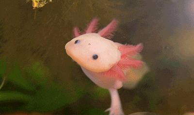 六角恐龙的习性与特点,六角恐龙可爱图