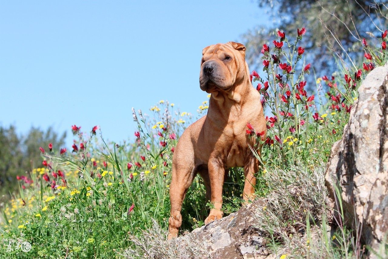 狗子犯错打了以后还是犯错,狗子犯错了该不该打