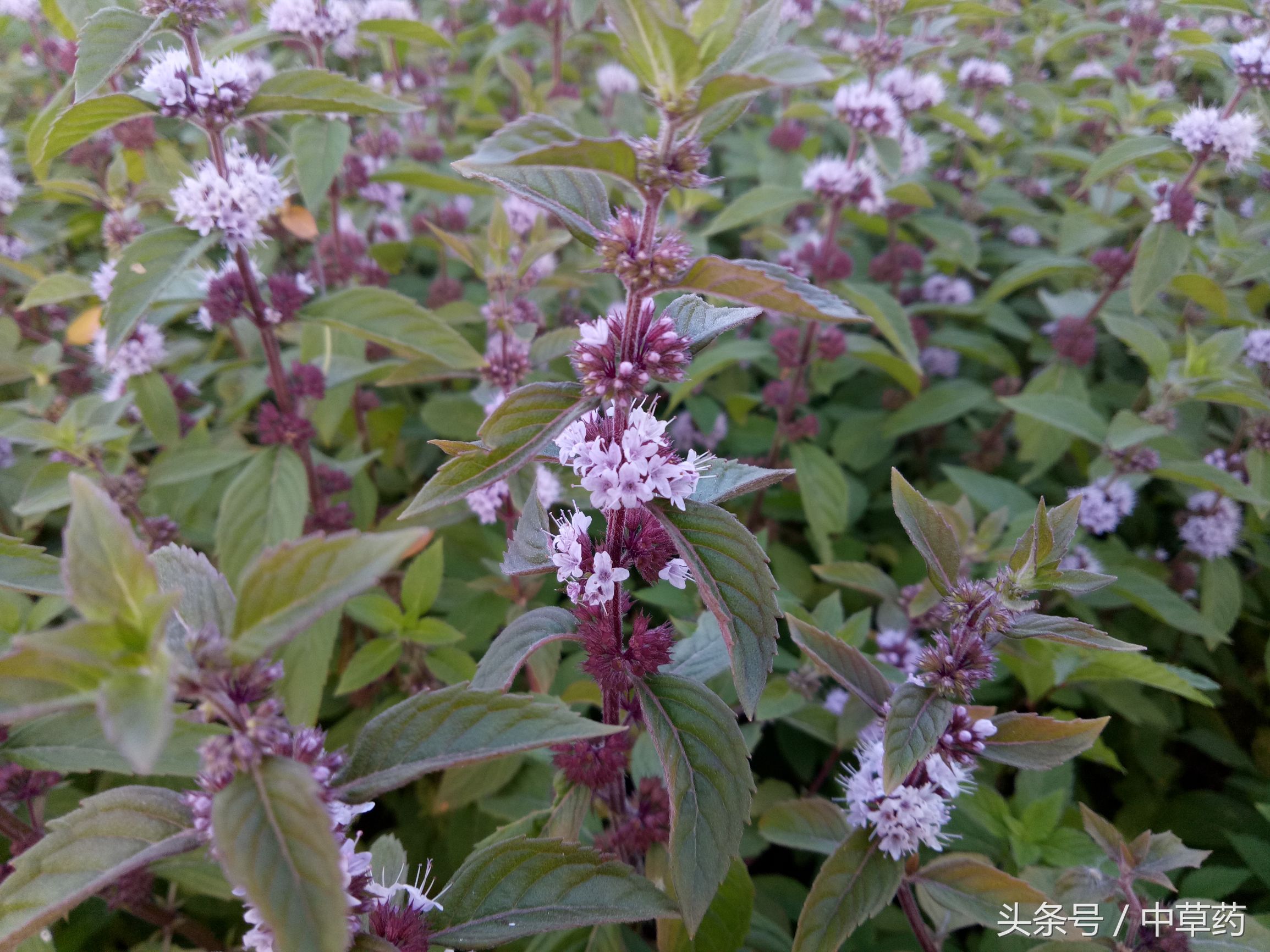 原来薄荷还有这样的用途,日常使用薄荷的好处都有哪几种