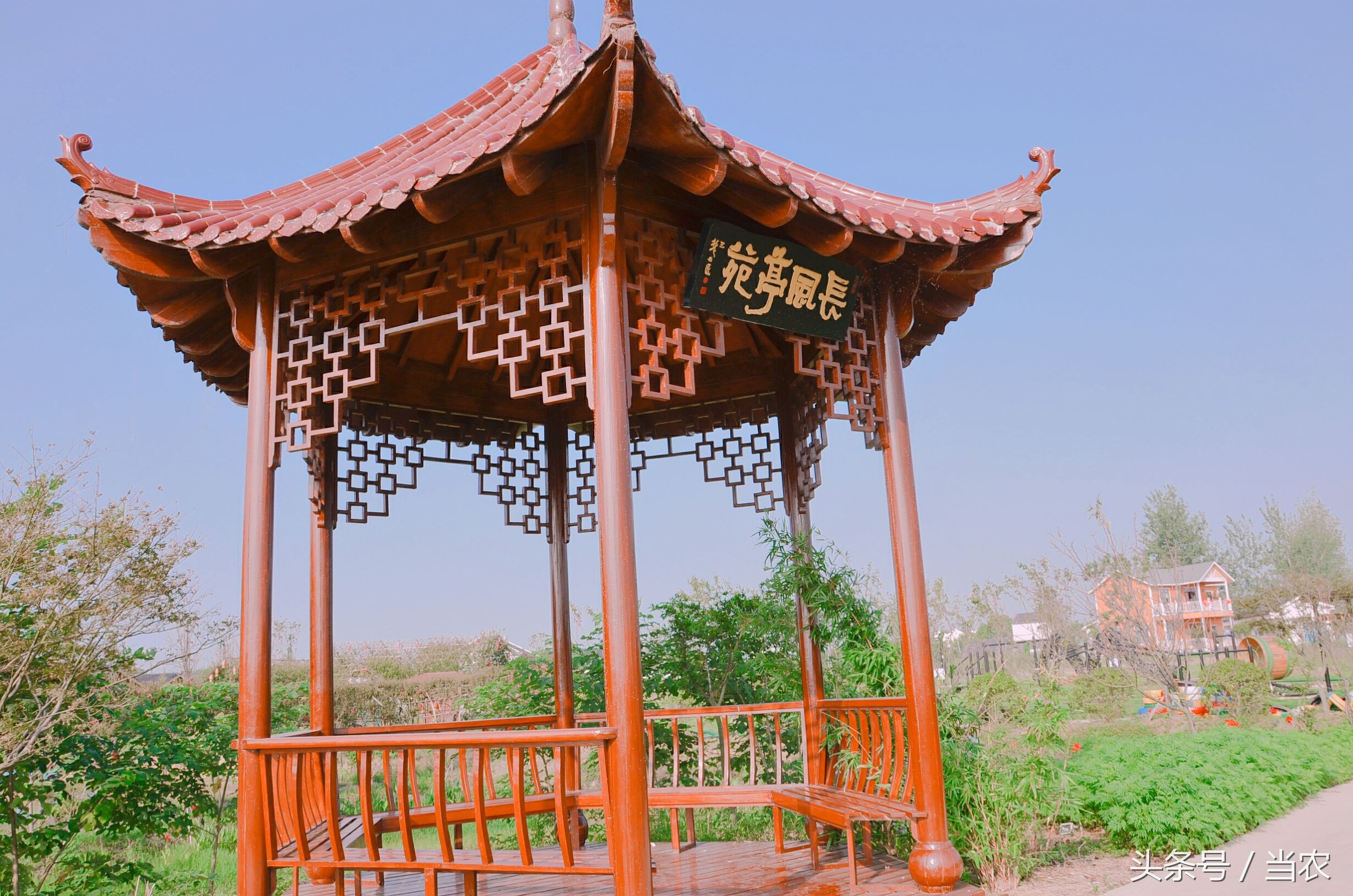 雨中浪漫的邂逅,花海中的浪漫邂逅