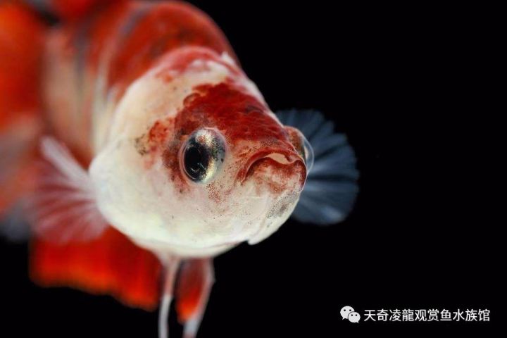 金鱼烂背还能恢复吗,金鱼狮子头烂了能自愈吗