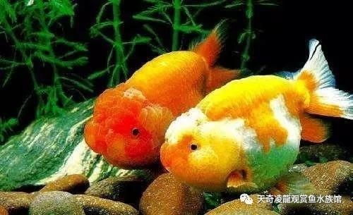 金鱼烂背还能恢复吗,金鱼狮子头烂了能自愈吗