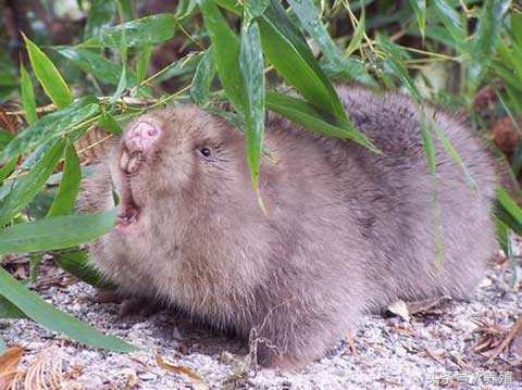 野生竹鼠怎么养,野生竹鼠的养殖技术视频