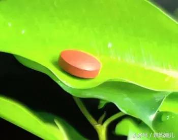 备孕关注什么可以怀龙凤胎几率大,备孕妈妈孕期需要关注什么呢