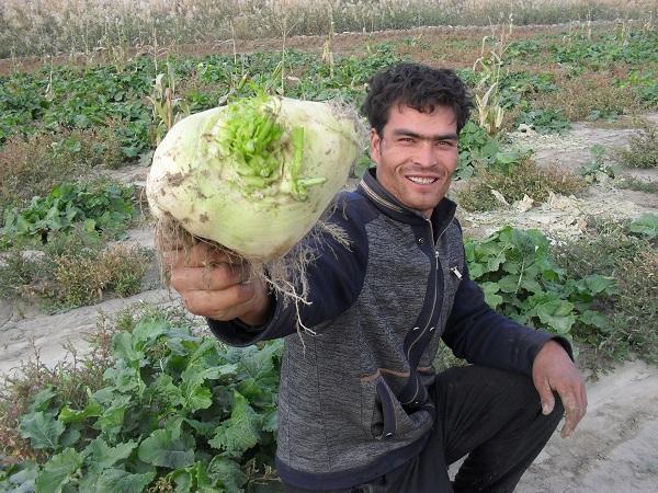 治疗痛风的水果和坚果,新疆专治痛风药丸