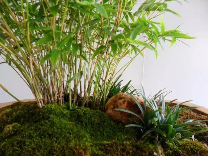 家中养竹子有什么讲究,竹子代表什么含义节节高升